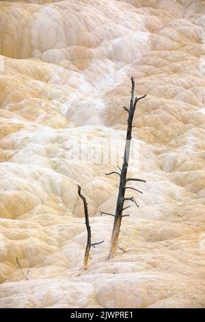 WY05047-00..... WYOMING – Tote Bäume in den unteren Terrassen von Mammoth Hot Springs, Yellowstone National Park. Stockfoto