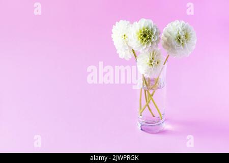 Weiße Dahlia Blume in einer transparenten Vase auf einem rosa Hintergrund Stockfoto