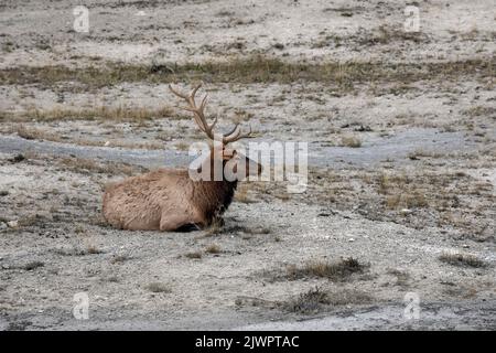 WY05050-00..... WYOMING - Bull Elk (Cervus canadensis) Yellowstone National Park, Mammoth Hot Springs Area. Stockfoto