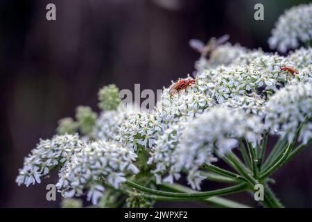 Im Sommer käfer von Rhagonycha fulva oder roten Soldaten auf gewöhnlicher Schwalbe Stockfoto