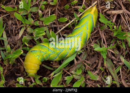 zenith Ansicht einer acherontia atropos Raupe. Makrofotografie. Tempo kopieren. Die Natur ist wunderbar Stockfoto