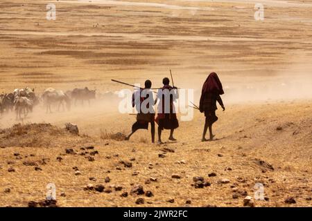 Silhouette von Massai-Jungen, die Kühe zu Wasser treiben Stockfoto