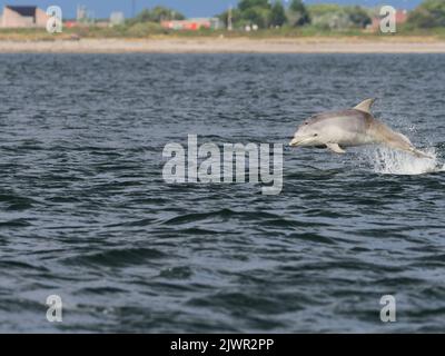 Das große Delfinkalb (Tursiops truncatus), das im Moray Firth, Schottland, Großbritannien, aufspringt und aufspringt Stockfoto