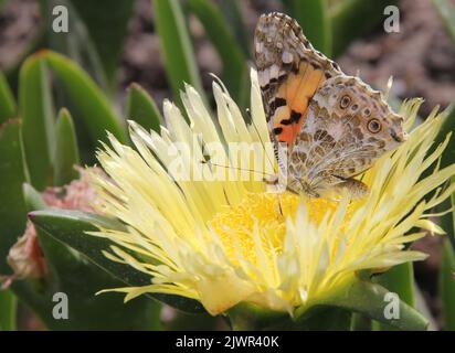 Buttrefly Painted Lady (Vanessa cardui) saugt Pollen auf einer Eispflanze (carpobrotus edulis) Stockfoto