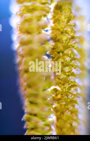 Frühlingsmotiv. Grüne, flauschige Birkenblüte (Catkin). Extreme Nahaufnahme Stockfoto