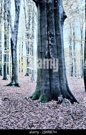 Der Baum - Token eines Typs. Baum - Universalpflanze in allen Arten und Formen. Stockfoto