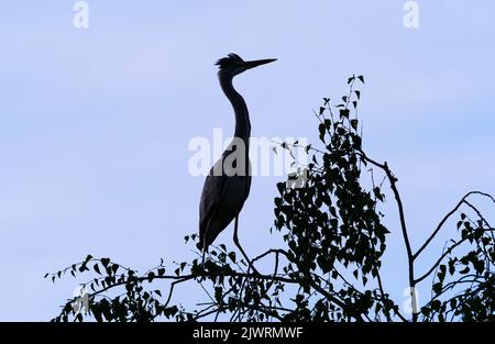 Berlin, Deutschland. 31. August 2022. 31.08.2022, Berlin. Ein Graureiher (Ardea cinerea), auch Reiher genannt, steht auf einer Birke im Gegenlicht der Sonne und kann nur als Silhouette gesehen werden. Quelle: Wolfram Steinberg/dpa Quelle: Wolfram Steinberg/dpa/Alamy Live News Stockfoto