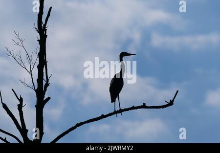 Potsdam, Deutschland. 10.. Juni 2022. 10.06.2022, Potsdam. Ein Graureiher (Ardea cinerea), auch Reiher genannt, steht auf einem toten Baum am Wublitz, einem rechten Nebenfluss der Havel bei Potsdam, im Gegenlicht der Sonne und kann nur als Silhouette gesehen werden. Quelle: Wolfram Steinberg/dpa Quelle: Wolfram Steinberg/dpa/Alamy Live News Stockfoto