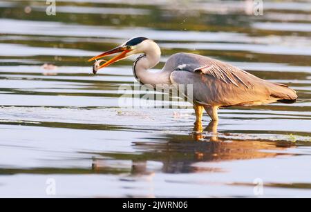 Berlin, Deutschland. 03.. Juni 2022. 03.06.2022, Berlin. Ein Graureiher (Ardea cinerea), auch Reiher genannt, steht im Licht der Abendsonne am Wannsee und jagt nach Fischen. Er hat einen Fisch gefangen und dreht ihn mit einer schnellen Bewegung in seinem Schnabel um. Quelle: Wolfram Steinberg/dpa Quelle: Wolfram Steinberg/dpa/Alamy Live News Stockfoto