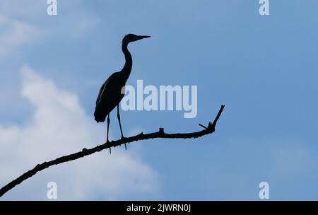 Potsdam, Deutschland. 10.. Juni 2022. 10.06.2022, Potsdam. Ein Graureiher (Ardea cinerea), auch Reiher genannt, steht auf einem toten Baum am Wublitz, einem rechten Nebenfluss der Havel bei Potsdam, im Gegenlicht der Sonne und kann nur als Silhouette gesehen werden. Quelle: Wolfram Steinberg/dpa Quelle: Wolfram Steinberg/dpa/Alamy Live News Stockfoto