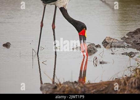 Ein weiblicher Stachelschnabelstorch (Ephippiorhynchus senegalensis), der in einem kleinen Fluss im Krüger-Nationalpark fischt. Südafrika Stockfoto