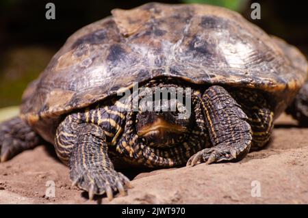 Porträt einer Wasserschildkröte Stockfoto