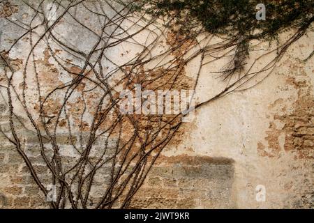 Casarano, Italien. Im Innenhof des Palazzo D'Aquino klettern Weinstöcke an den Wänden. Stockfoto