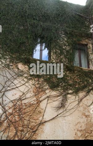 Casarano, Italien. Im Innenhof des Palazzo D'Aquino klettern Weinstöcke an den Wänden. Stockfoto