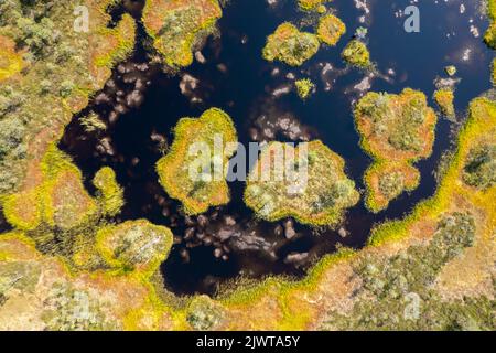 Viru-Moor in Estland, in der Nähe von Tallinn Stockfoto