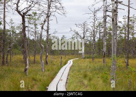 Viru-Moor in Estland, in der Nähe von Tallinn Stockfoto