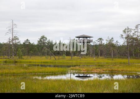 Viru-Moor in Estland, in der Nähe von Tallinn Stockfoto