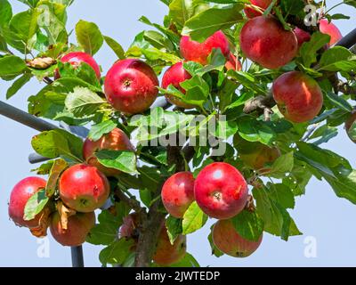 Rote Äpfel entwickeln sich auf einem Ast Stockfoto