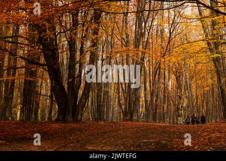 Herbst Wald Touristen Wandern. Nicht erkennbare Menschen von hinten reisen durch den Herbstwald. Das Konzept des Tourismus, des aktiven Lebensstils, des Wanderns Stockfoto