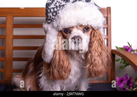 King Charles Spaniel Hund trägt einen warmen Hut. Sitzt auf der Bank. Stockfoto