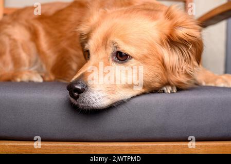 Mischlingshund auf der Bank Stockfoto