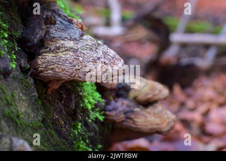 Moos wächst auf feuchten Bäumen. Schöne Nahaufnahme der Natur. Stockfoto