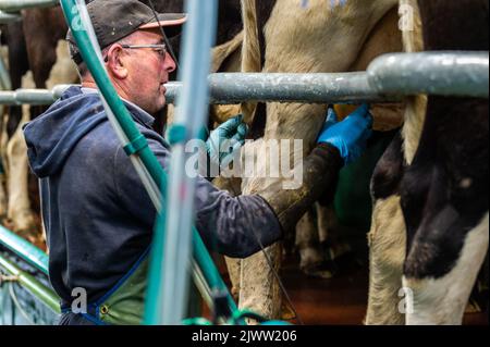 Landwirtschaft: Timoleague, West Cork, Irland. September 6., 2022. Die 160 Mann starke Herde des Milchbauern DJ Keohane werden auf seiner Farm in Timoleague, West Cork, gemolken. DJ's Sohn, Daniel im Alter von 11 Jahren und Tochter Clíodhna, 15, helfen beim Melken. Der Melkstand fasst 20 Kühe auf jeder Seite und das Melken ist innerhalb einer Stunde abgeschlossen. DJ liefert derzeit ca. 20 Liter pro Kuh. Quelle: AG News/Alamy Live News Stockfoto