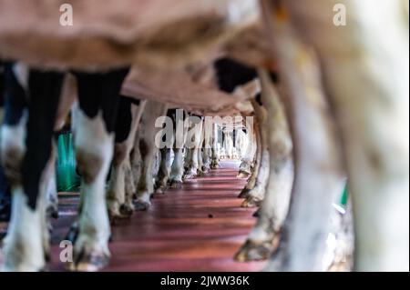 Landwirtschaft: Timoleague, West Cork, Irland. September 6., 2022. Die 160 Mann starke Herde des Milchbauern DJ Keohane werden auf seiner Farm in Timoleague, West Cork, gemolken. DJ's Sohn, Daniel im Alter von 11 Jahren und Tochter Clíodhna, 15, helfen beim Melken. Der Melkstand fasst 20 Kühe auf jeder Seite und das Melken ist innerhalb einer Stunde abgeschlossen. DJ liefert derzeit ca. 20 Liter pro Kuh. Quelle: AG News/Alamy Live News Stockfoto