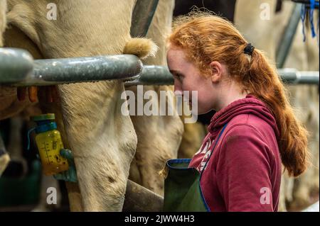 Landwirtschaft: Timoleague, West Cork, Irland. September 6., 2022. Die 160 Mann starke Herde des Milchbauern DJ Keohane werden auf seiner Farm in Timoleague, West Cork, gemolken. DJ's Sohn, Daniel im Alter von 11 Jahren und Tochter Clíodhna, 15, helfen beim Melken. Der Melkstand fasst 20 Kühe auf jeder Seite und das Melken ist innerhalb einer Stunde abgeschlossen. DJ liefert derzeit ca. 20 Liter pro Kuh. Quelle: AG News/Alamy Live News. Stockfoto