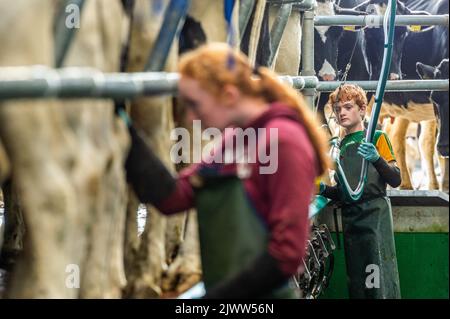 Landwirtschaft: Timoleague, West Cork, Irland. September 6., 2022. Die 160 Mann starke Herde des Milchbauern DJ Keohane werden auf seiner Farm in Timoleague, West Cork, gemolken. DJ's Sohn, Daniel im Alter von 11 Jahren und Tochter Clíodhna, 15, helfen beim Melken. Der Melkstand fasst 20 Kühe auf jeder Seite und das Melken ist innerhalb einer Stunde abgeschlossen. DJ liefert derzeit ca. 20 Liter pro Kuh. Quelle: AG News/Alamy Live News. Stockfoto