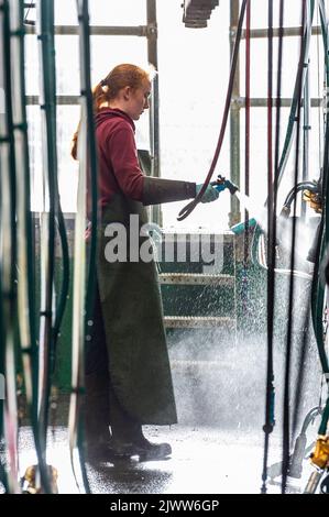 Landwirtschaft: Timoleague, West Cork, Irland. September 6., 2022. Die 160 Mann starke Herde des Milchbauern DJ Keohane werden auf seiner Farm in Timoleague, West Cork, gemolken. DJ's Sohn, Daniel im Alter von 11 Jahren und Tochter Clíodhna, 15, helfen beim Melken. Der Melkstand fasst 20 Kühe auf jeder Seite und das Melken ist innerhalb einer Stunde abgeschlossen. DJ liefert derzeit ca. 20 Liter pro Kuh. Quelle: AG News/Alamy Live News. Stockfoto