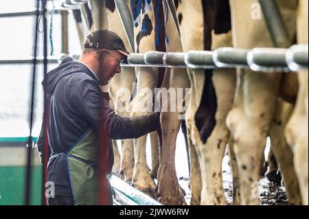 Landwirtschaft: Timoleague, West Cork, Irland. September 6., 2022. Die 160 Mann starke Herde des Milchbauern DJ Keohane werden auf seiner Farm in Timoleague, West Cork, gemolken. DJ's Sohn, Daniel im Alter von 11 Jahren und Tochter Clíodhna, 15, helfen beim Melken. Der Melkstand fasst 20 Kühe auf jeder Seite und das Melken ist innerhalb einer Stunde abgeschlossen. DJ liefert derzeit ca. 20 Liter pro Kuh. Quelle: AG News/Alamy Live News. Stockfoto