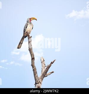 Auf seinem Barsch. Ganzkörperaufnahme eines Hornbills aus dem Süden, der auf einem Ast thront. Stockfoto