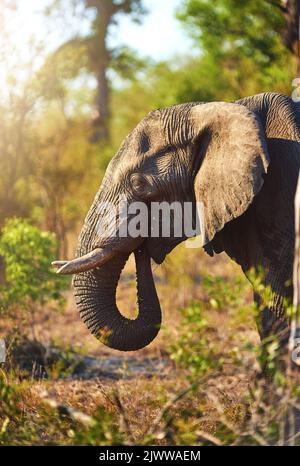 Ein Elefant in seinem natürlichen Lebensraum. Stockfoto