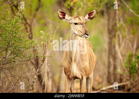 Ungezähmte Schönheit. Ein männlicher Nyala auf den Ebenen Afrikas. Stockfoto