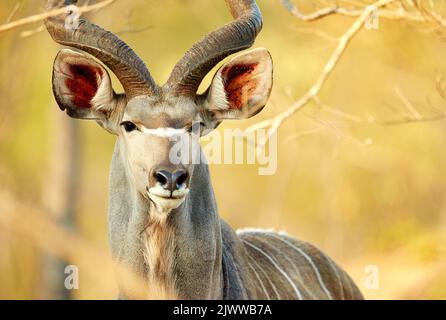 Leicht erkennbar an seinen majestätischen Hörnern. Ein männlicher Kudu auf den Ebenen Afrikas. Stockfoto