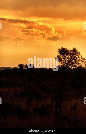Die Sonne untergeht über den afrikanischen Ebenen. Der afrikanische Busch bei Sonnenuntergang. Stockfoto