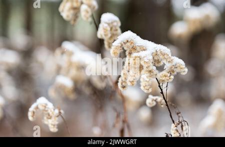 Trockene Pflanzen, die mit einer weichen Schneeschicht bedeckt sind. Trockene, wilde Pflanzen mit Flusen. Winteransicht nach Schneefall. Ein ausgetrockneter Blütenstand. Stockfoto