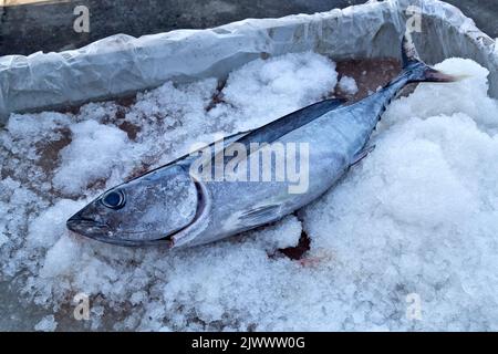 Geernteter Albacore-Thunfisch 'Thunnus alalunga' auf Eis. Stockfoto