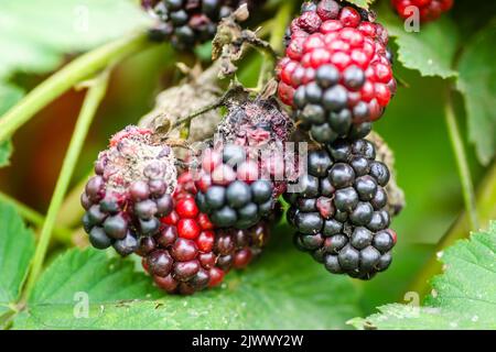 Brombeerpflanze mit Beeren und grünen Blättern im Garten und auf dem Feld. Stockfoto