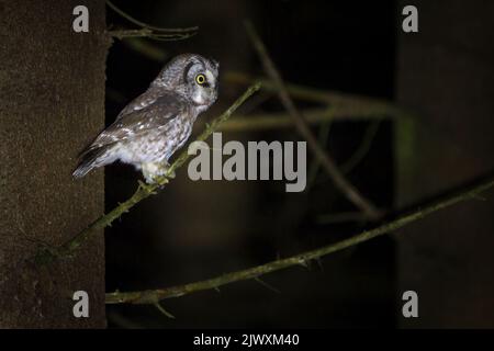 Die boreale Eule oder Tengmalm-Eule - Aegolius funereus - ist eine kleine Eule Stockfoto