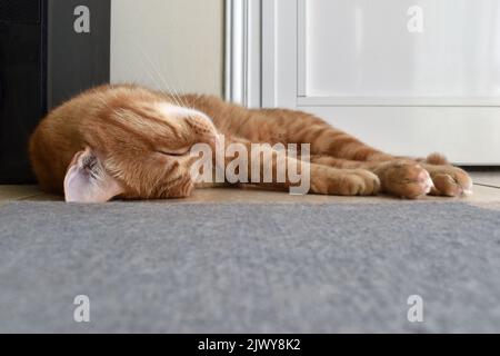 Ingwer-Katze schläft zu Hause auf dem Boden. Das Foto kann für das Konzept verwendet werden, wie die Katze den Teppich oder Teppich zerkratzt und wie die Haustiere hai entfernt werden können Stockfoto