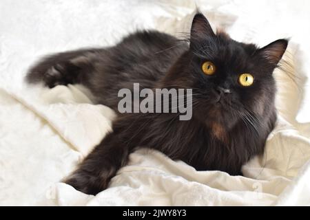 Schwarze Perserkatze, die auf einem weißen Bettlaken liegt. Niedliches Kätzchen, das im Bett spielt. Stockfoto