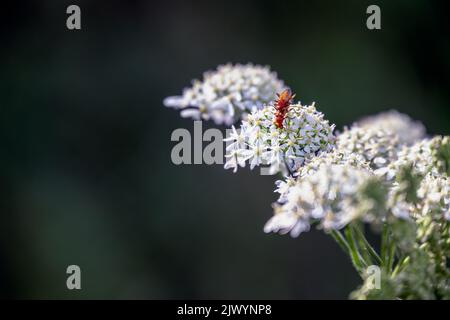 Im Sommer käfer von Rhagonycha fulva oder roten Soldaten auf gewöhnlicher Schwalbe Stockfoto