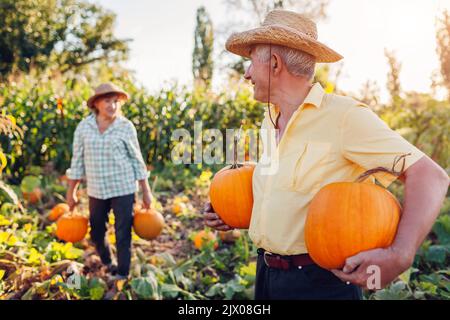 Ein Familienpaar älterer Bauern pflücken bei Sonnenuntergang im Herbstfeld Kürbisse. Arbeiter ernten Gemüse im Garten. Stockfoto
