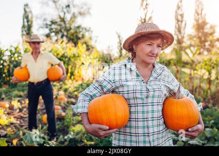 Das Familienpaar der Rentner pflücken bei Sonnenuntergang im Herbstfeld Kürbisse. Arbeiter ernten Gemüse im Garten. Stockfoto