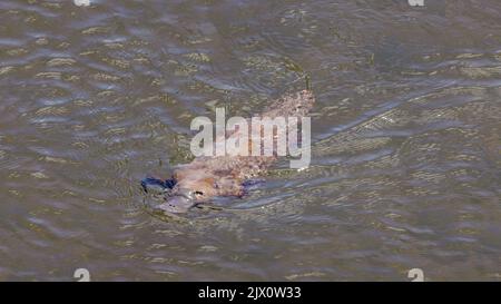 Aufnahme eines Schnabelkopfes, der im mersey River in tasmanien, australien, schwimmt und sich nähert Stockfoto