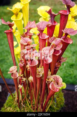 Fleischfressende Kannenpflanze Sarracenia flava beim jährlichen Wisley Taste of Autumn Festival im September im RHS Wisley, Surrey, Südostengland Stockfoto