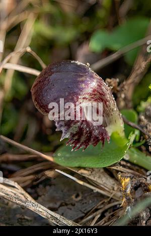 Corybas fimbriatus, gefranste Helm-Orchidee Stockfoto