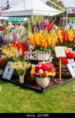 Stand mit farbenfrohen Gladioli beim jährlichen Wisley Taste of Autumn Festival im September im RHS Wisley, Surrey, Südostengland Stockfoto